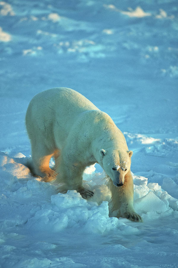 Ice Bear Photograph by D Robert Franz