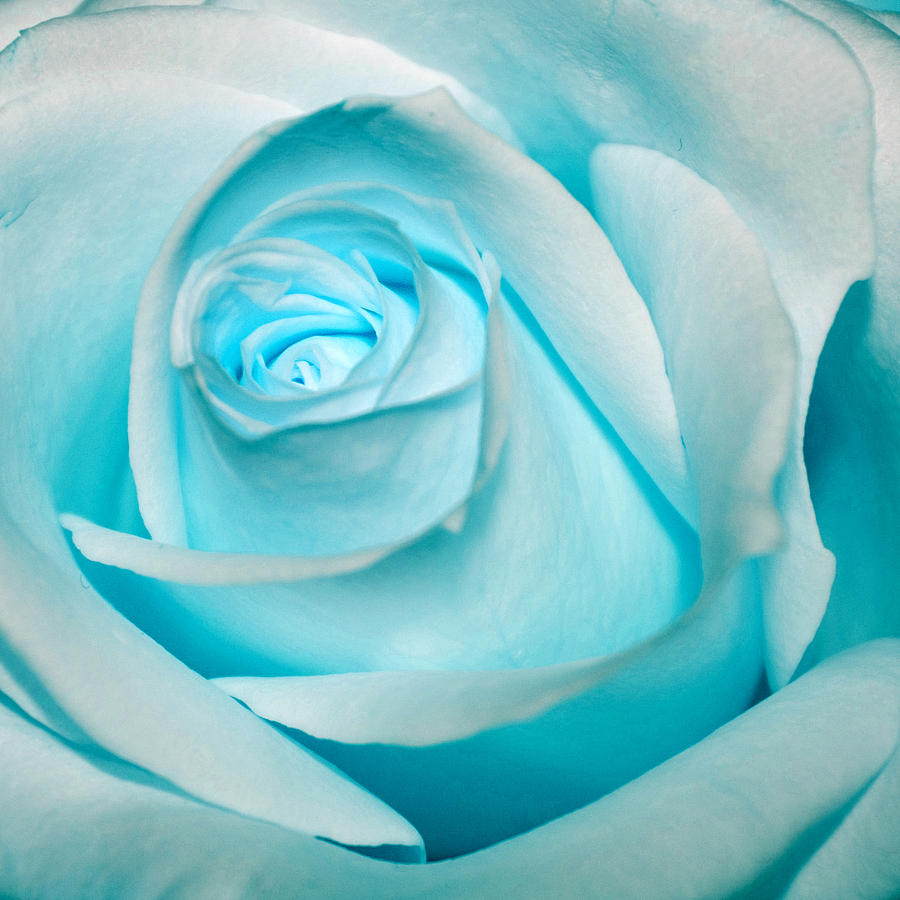 Abstract Photograph - Ice Blue Rose by Pixie Copley