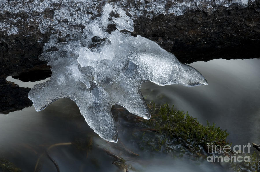 Ice Claw Photograph by Bob Christopher