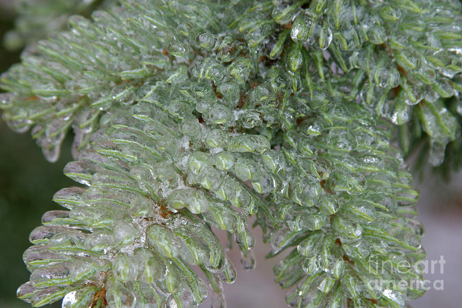 Ice-coated Norway Spruce Photograph by Ted Kinsman