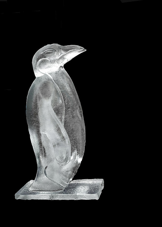 City Photograph - Ice Cold Penguin by LeeAnn McLaneGoetz McLaneGoetzStudioLLCcom