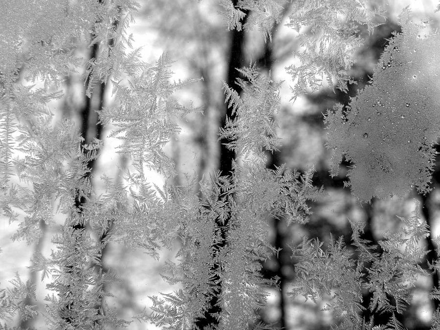 Ice Crystal Beauties Photograph by Kim Galluzzo Wozniak