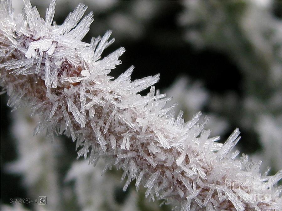 Winter Photograph - Ice Crystal Formation along a Twig by J McCombie
