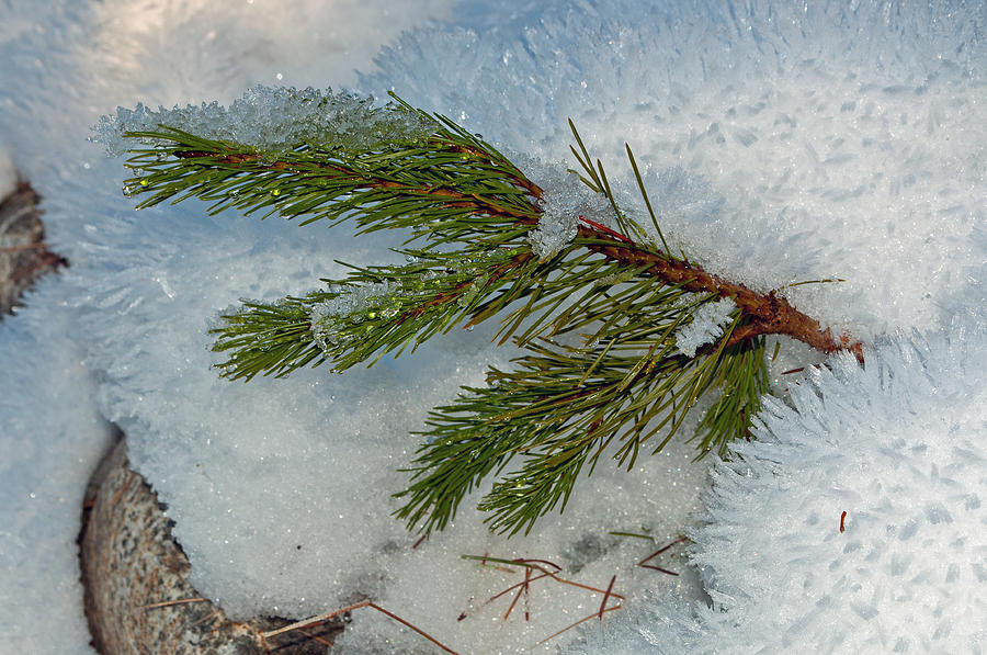 Winter Photograph - Ice Crystals and Pine Needles by Tikvahs Hope