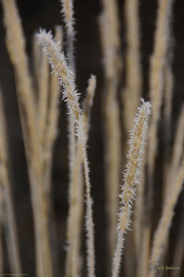 Ice Crystals on Tall Grass Photograph by Mick Anderson
