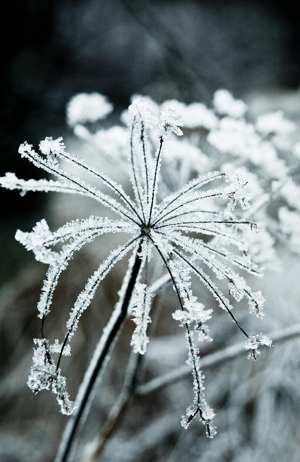 Ice flower Photograph by Scott Sawyer