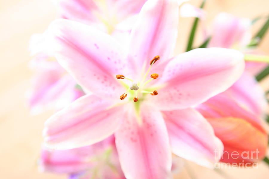 Ice Lily Photograph by Jennifer Martel - Fine Art America