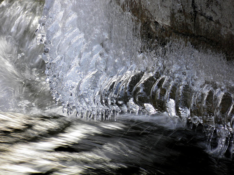 Ice Myriapod Photograph by Sami Tiainen