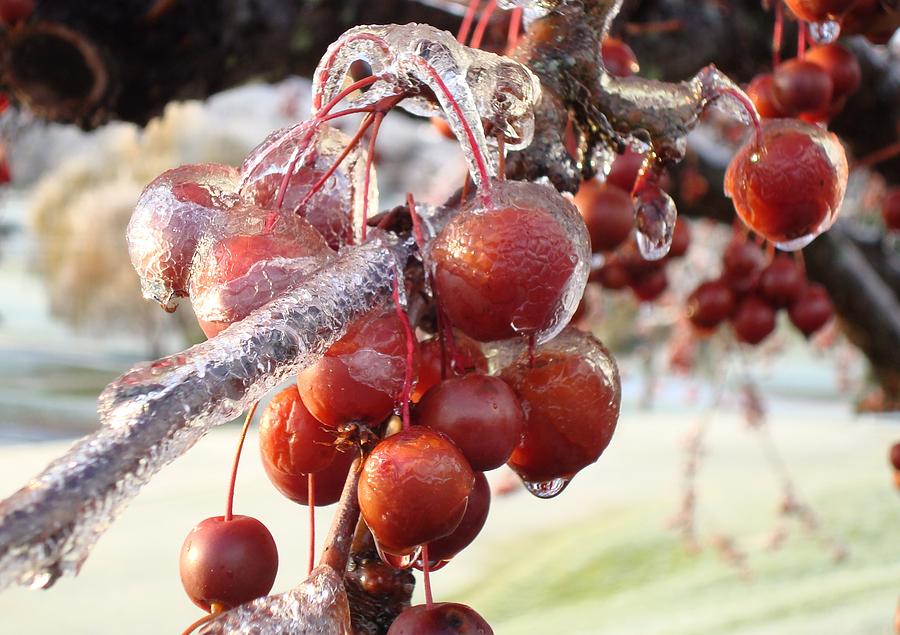 Ice on the Crab Apples Photograph by B Rossitto