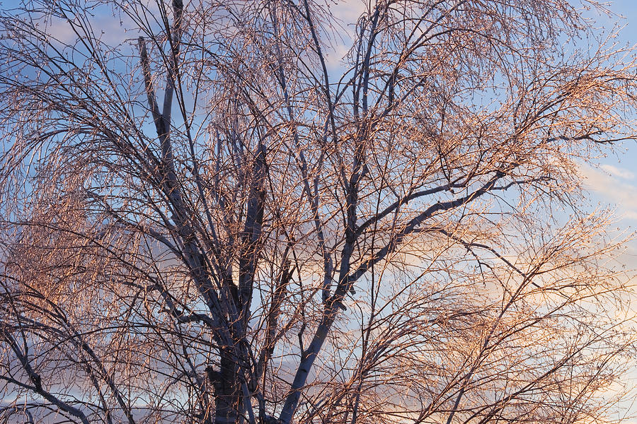 Ice On Tree At Sunrise Photograph by Keith Webber Jr