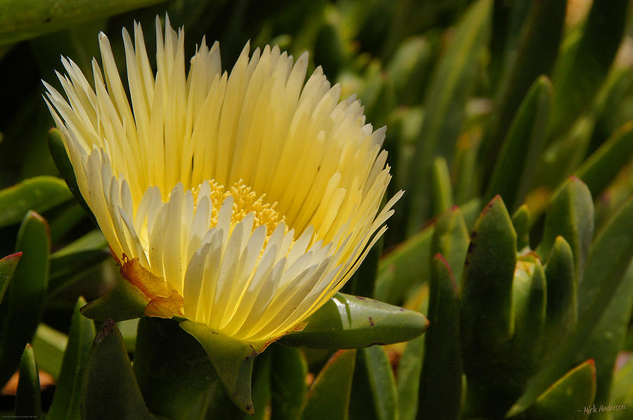 Ice Plant Bloom Photograph by Mick Anderson
