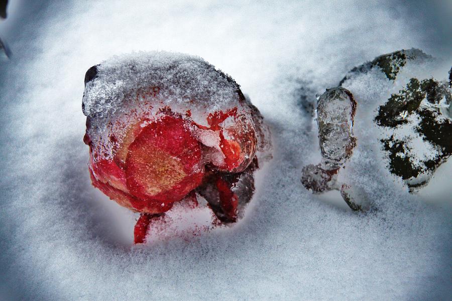 Ice Rose Photograph by Sergey  Nassyrov