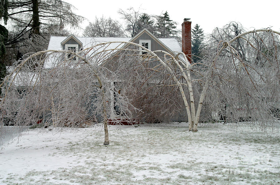 Ice Storm Photograph by Ted Kinsman