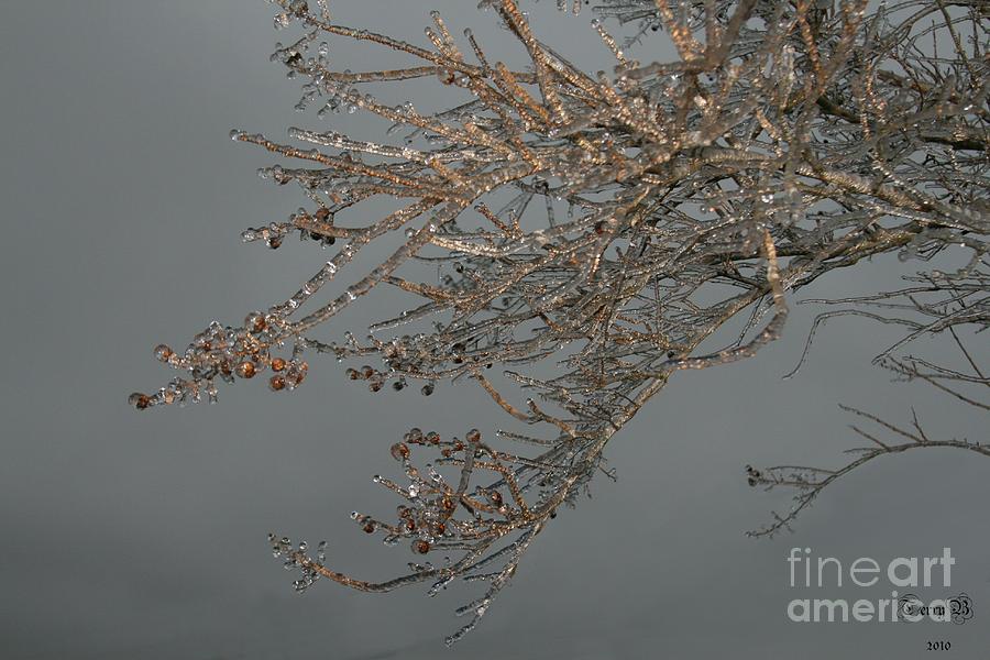 Ice Storm Photograph by Terry Burgess