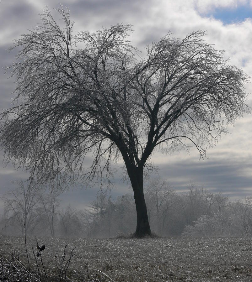 Winter Photograph - Ice Tree by Kevin Fortier