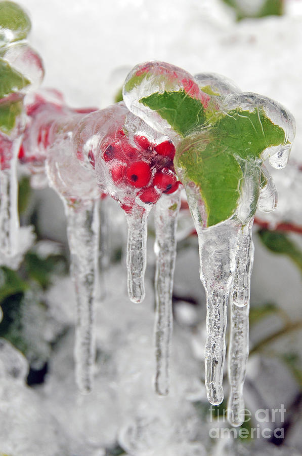 Iced Holly Photograph by Sarah Schroder