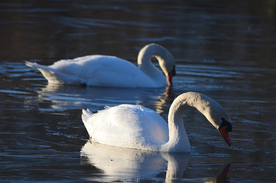 Wildlife Photograph - Iced in by Brian Stevens