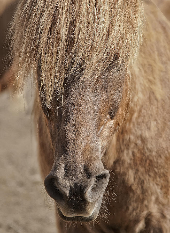 Icelandic Horse 1 Photograph by Wade Aiken