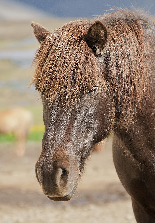 Icelandic Horse 2 Photograph by Wade Aiken