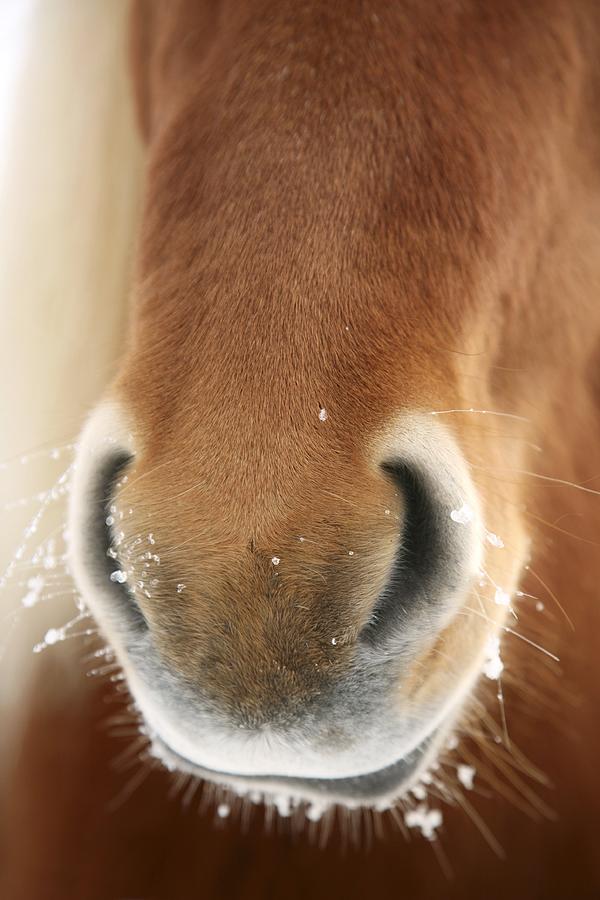 Nature Photograph - Icelandic Horse by Bjorn Svensson