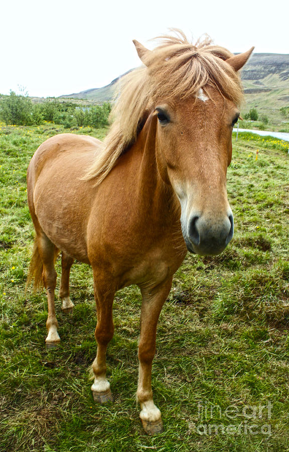 Icelandic Horse Painting by Gregory Dyer