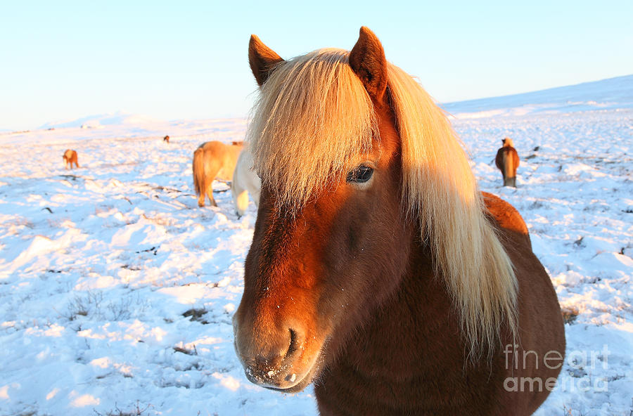 Icelandic Horse Photograph by Milena Boeva