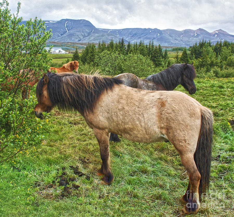 Horse Photograph - Icelandic Horses - 06 by Gregory Dyer