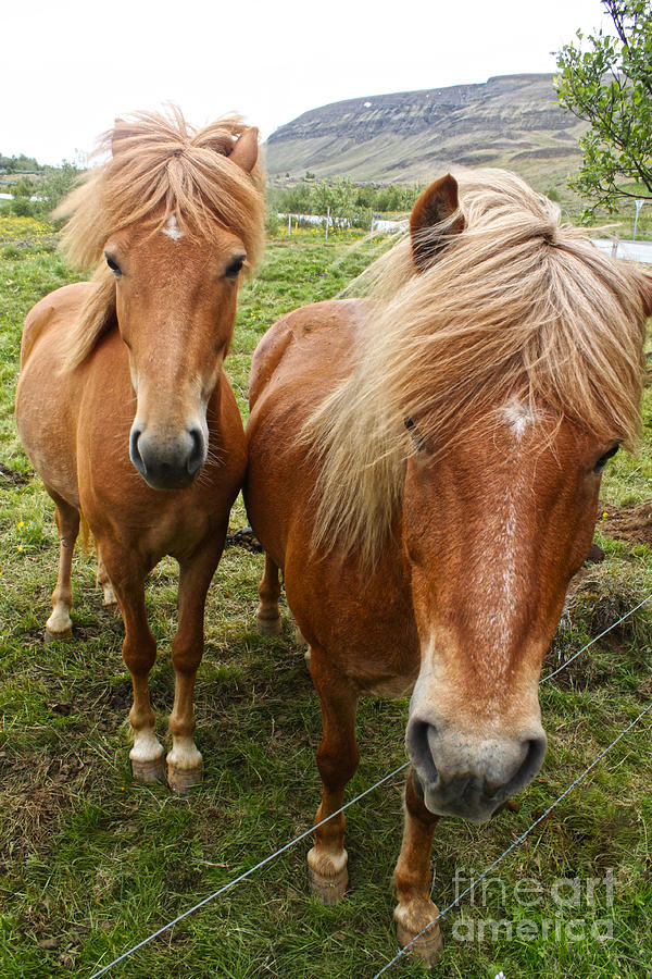 Horse Photograph - Icelandic Horses - 09 by Gregory Dyer