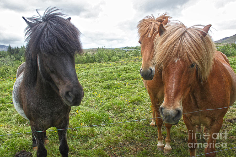 Horse Photograph - Icelandic Horses - 12 by Gregory Dyer