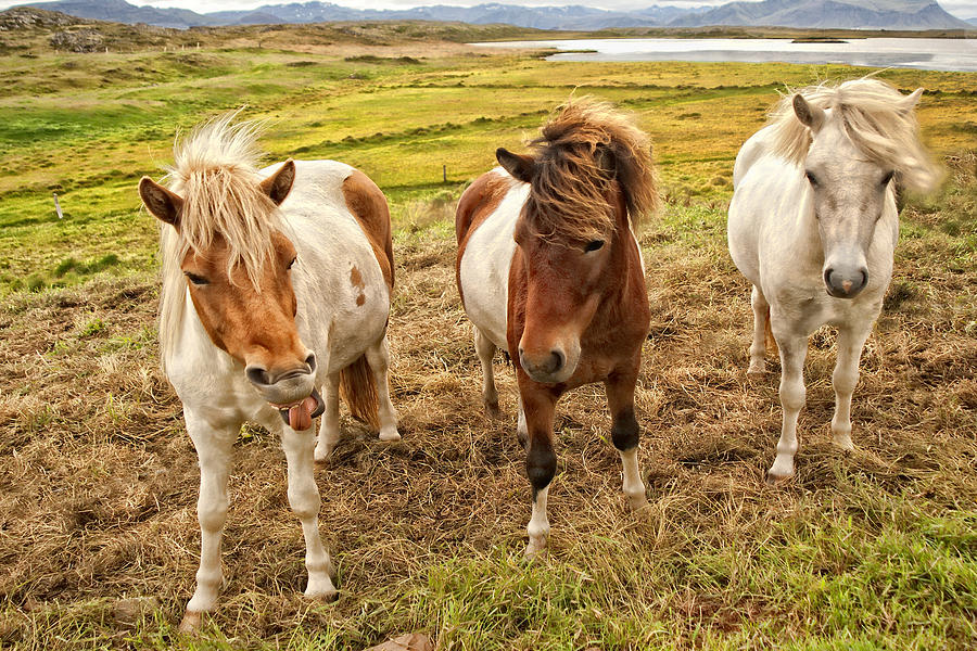 Icelandic Horses Photograph by Beverly Hanson