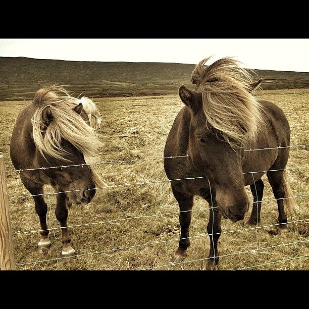 Nature Photograph - Icelandic Horses- There Is Just by Erica Kuschel