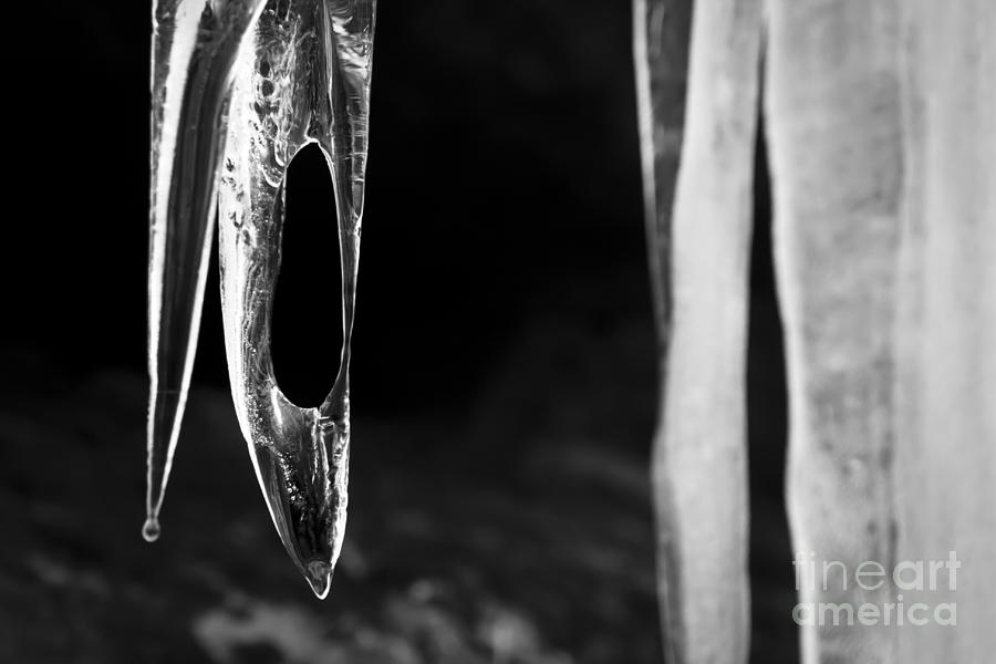Icicle Photograph by Olivier Steiner