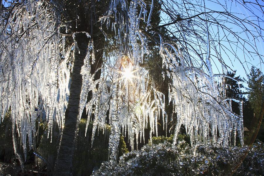 Nature Photograph - Icicles Hanging From Tree Branches by Craig Tuttle