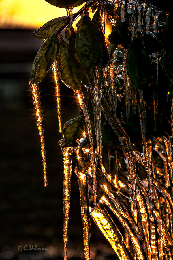 Icicles Of Gold Photograph by Christopher Holmes