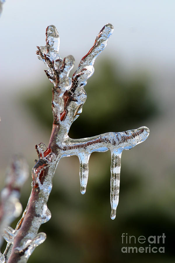 Winter Photograph - Icy Branch-7529 by Gary Gingrich Galleries