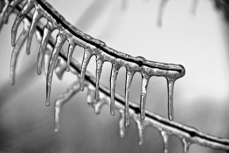 Winter Photograph - Icy Fingers by Jen Morrison