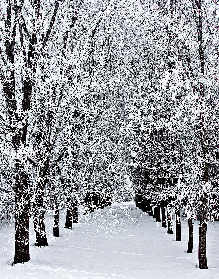 Frost Photograph - Icy Gateway by David Wynia Frost Photograph - Icy Gateway by David Wynia