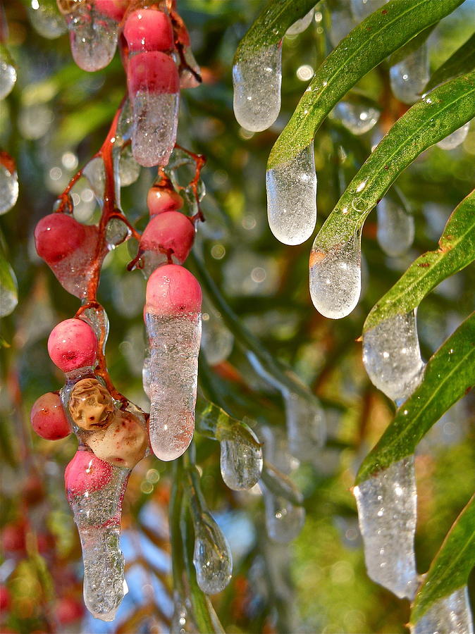 Icy Pepper Tree Photograph by Diana Hatcher