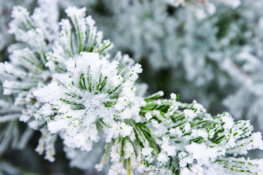 Icy pine Photograph by Nicole Neuefeind | Fine Art America