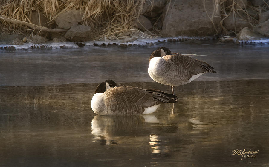 Icy Reflections Photograph by Don Anderson