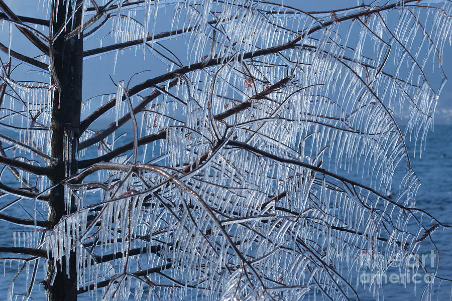 Nature Photograph - Icy Tree by Charles Lupica