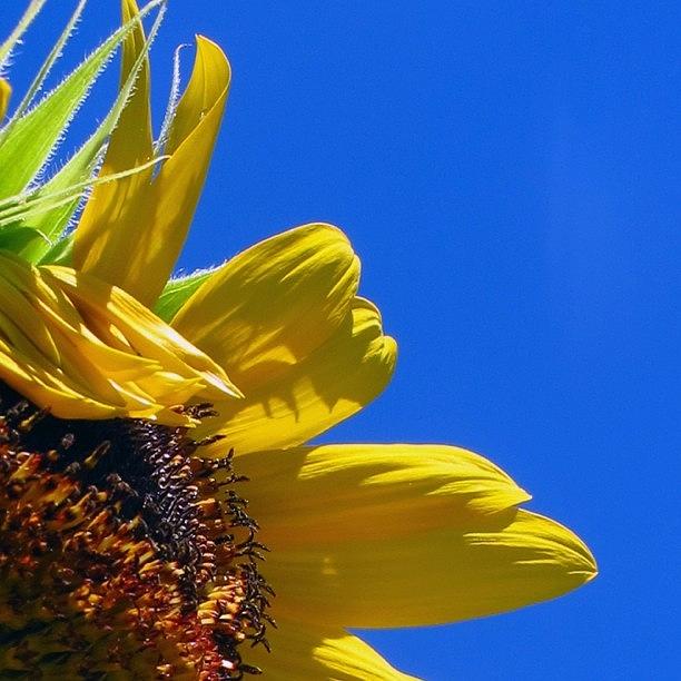 Sunflower Photograph - id Send You A Flower - A Sunflower by Dccitygirl WDC