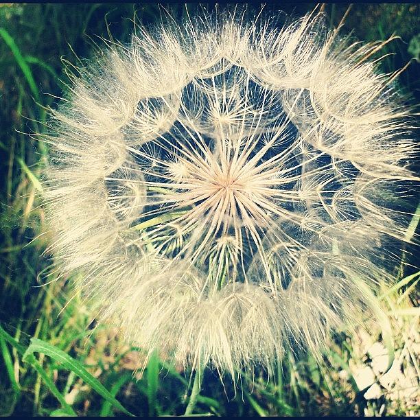 Summer Photograph - #idaho #dandelion #outdoors #outside by Cassidy Taylor