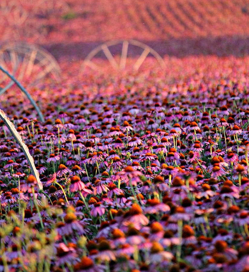Idaho Field of Pink Cone Flowers Photograph by Jo Sheehan