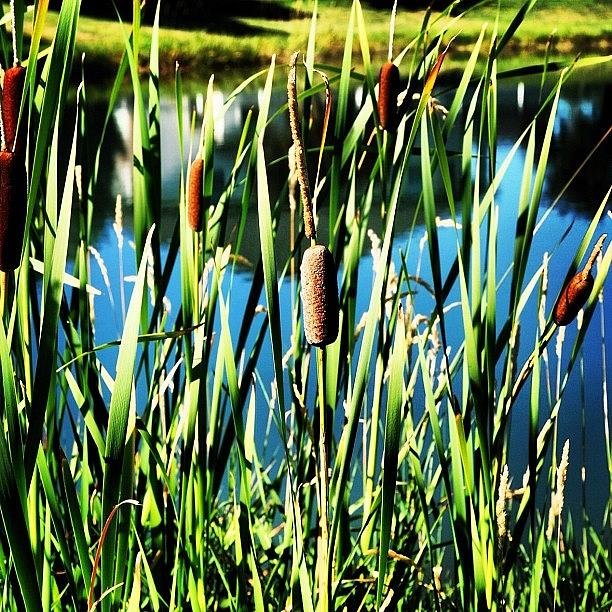 Nature Photograph - #idaho #nature #pond #cattails #brown by Cassidy Taylor