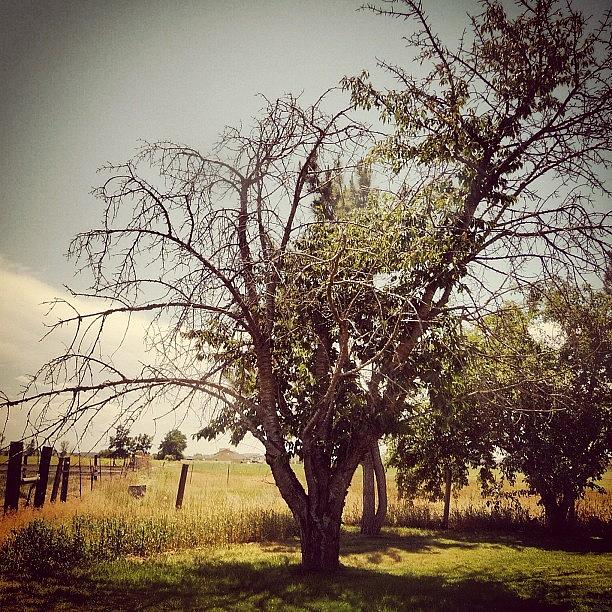 Summer Photograph - #idaho #tree #nature #beautiful by Cassidy Taylor