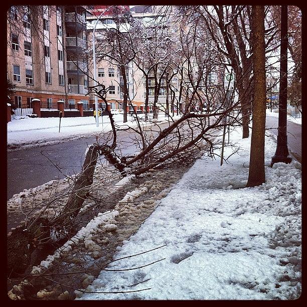 Winter Photograph - If a Tree Falls in the City... by Randy Brososky