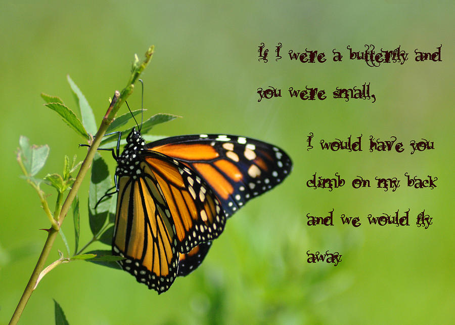 if i was a butterfly essay