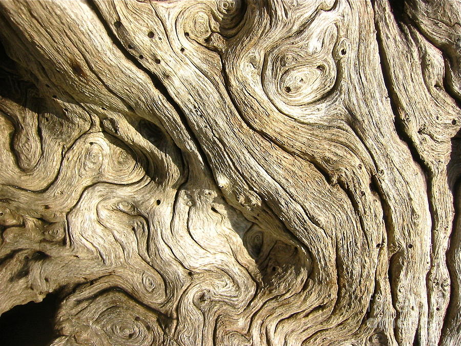 Nature Photograph - If Wood Could Speak by Judee Stalmack