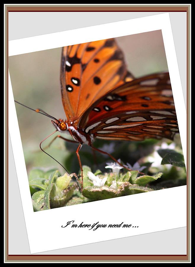 Butterfly Photograph - If You Need Me - Butterfly by Travis Truelove